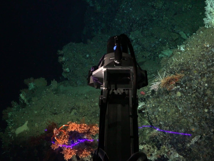 scitoo-LaserOverCoralsAndFish