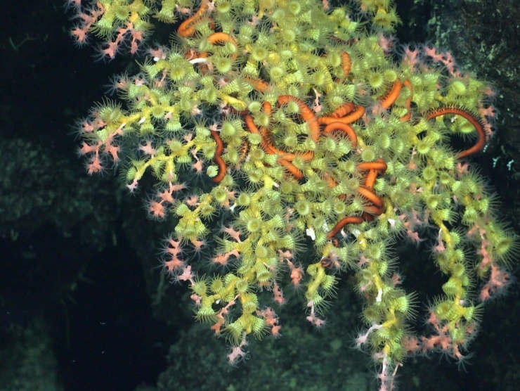 scitoo-YellowAndPink