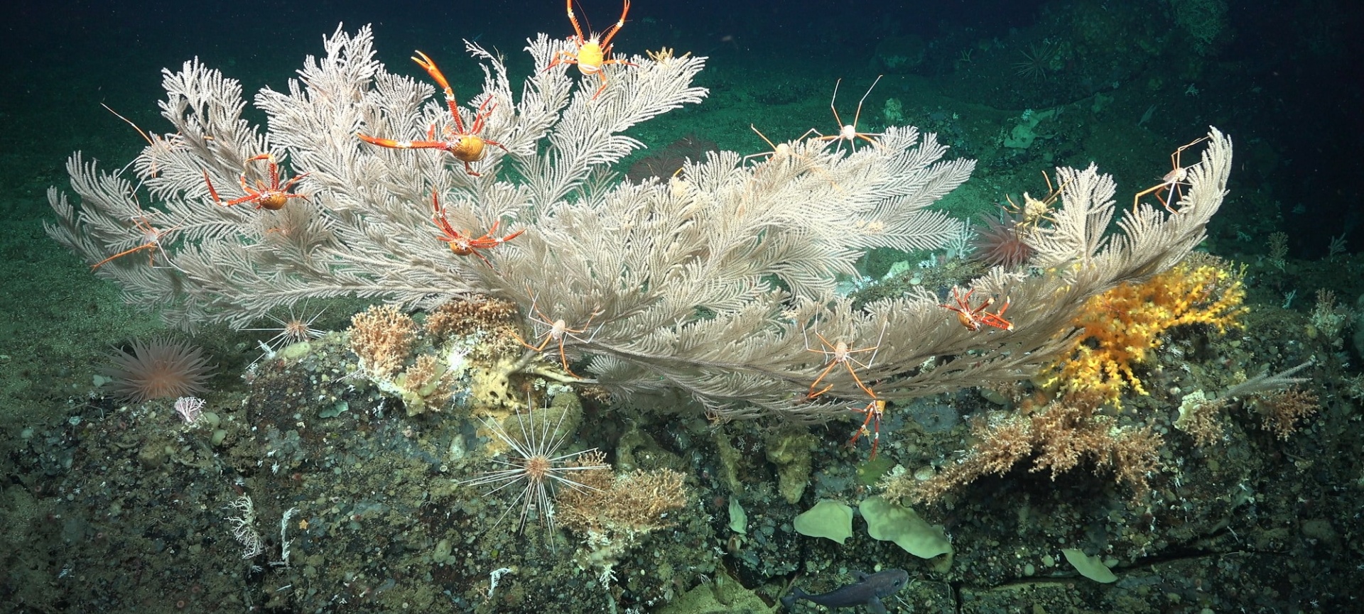 WINNERS OF THE HONOURS ANNOUNCED