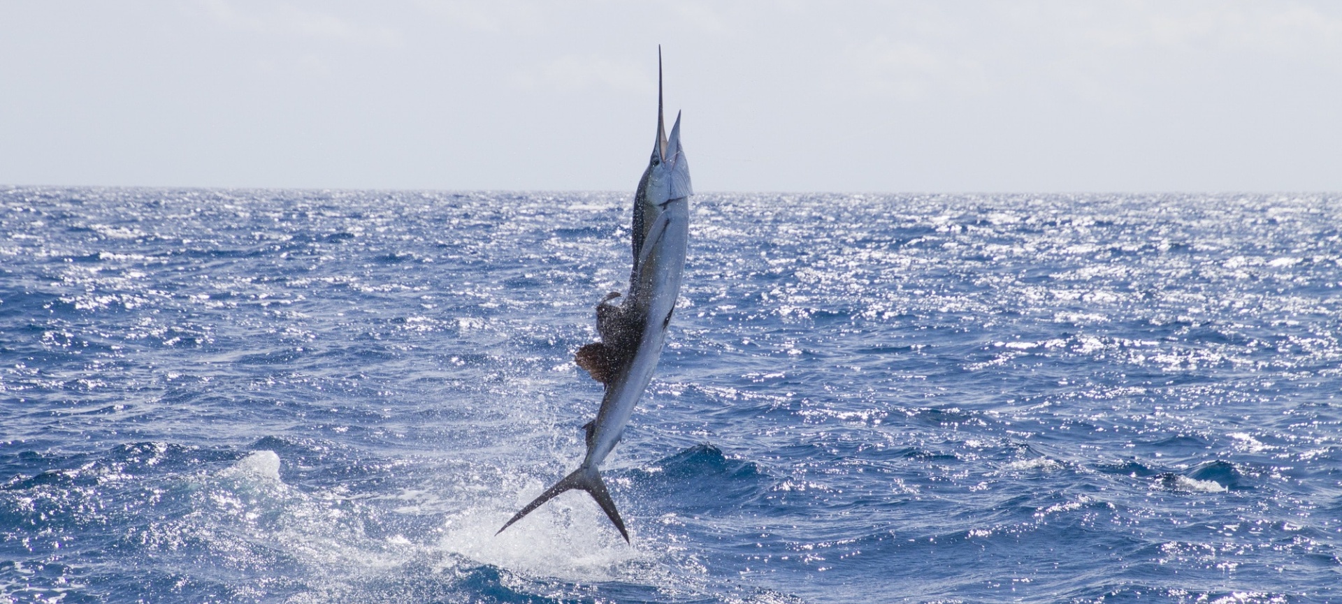 THE THEATRE OF THE OCEAN
