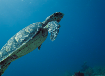 Image PROJECT TIDAL SHIFT: GUIDING THE WAY TO SUSTAINABLE YACHTING